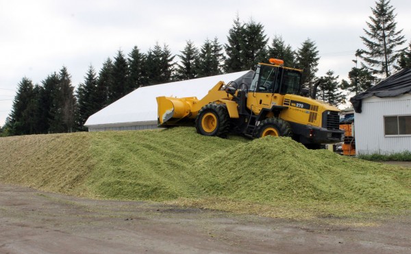 デントコーン収穫後