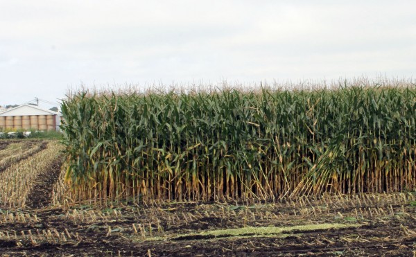 デントコーン畑