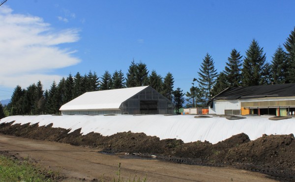 デントコーン収穫後