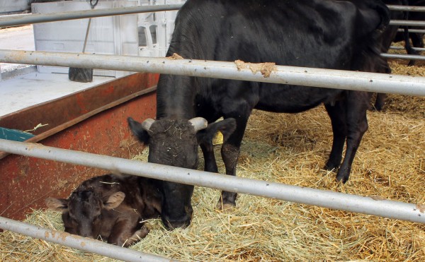 黒毛の赤ちゃん
