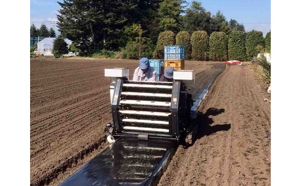 ニンニクの植え付け