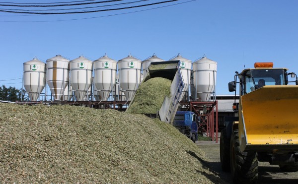 デントコーンの収穫