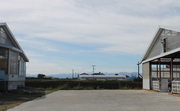 デントコーン収穫後