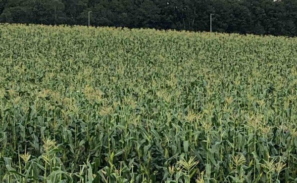 トウモロコシ畑