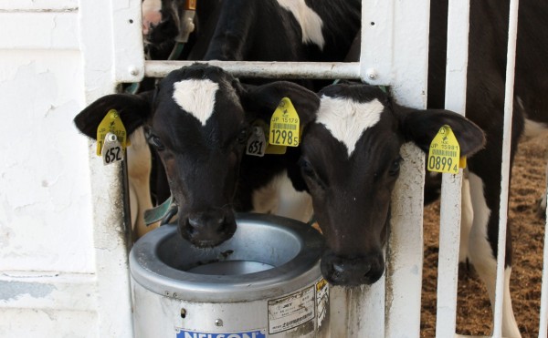 仲良しだけれど