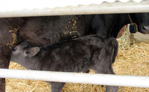 生まれたばかり