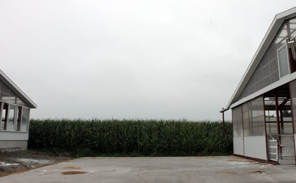 デントコーン畑