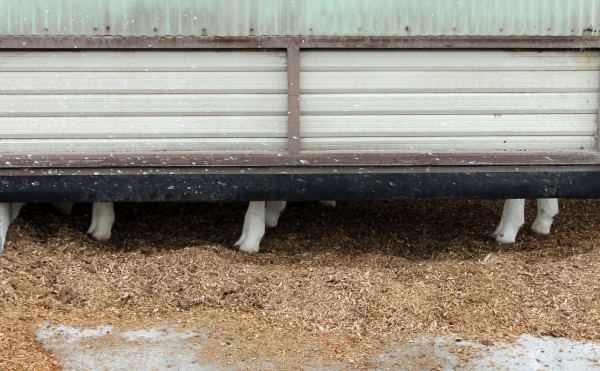 何頭いるかな？