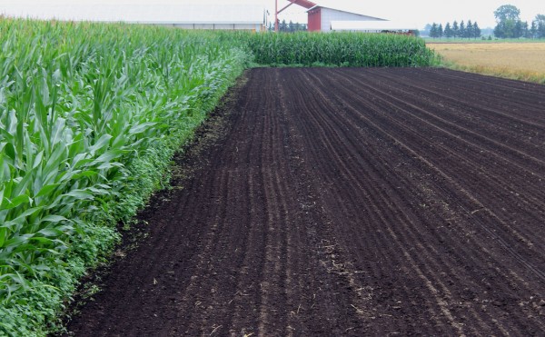 ニンニク畑、でした。