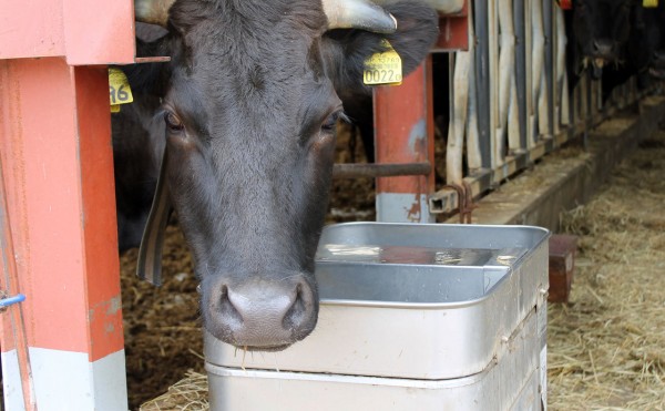    水を飲みます♪