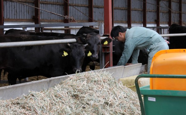 スタッフが動くと牛も動く
