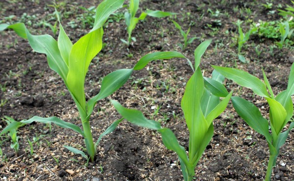 デントコーン収穫後