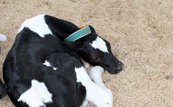 まーるくお昼寝