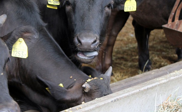 こぼさず食べましょう