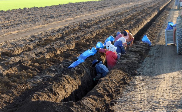 ナガイモの収穫
