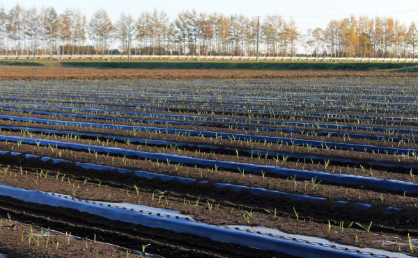 11月のニンニク畑