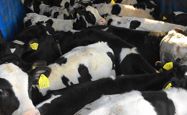 哺育舎から育成舎への移動