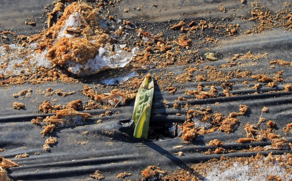 真冬のニンニクの芽