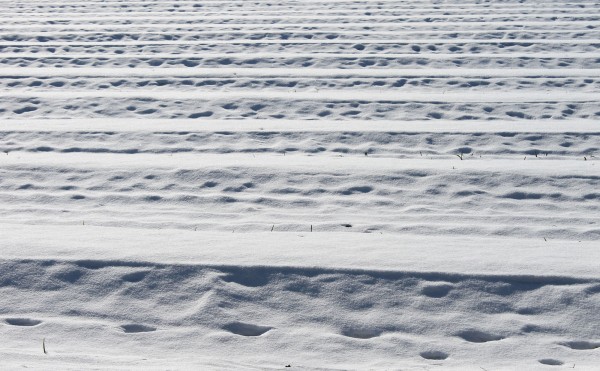 畑に広がる幾何学模様