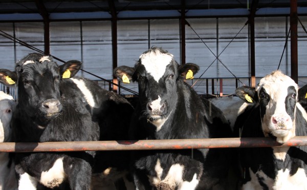 来たるべき来年は、うし年♪