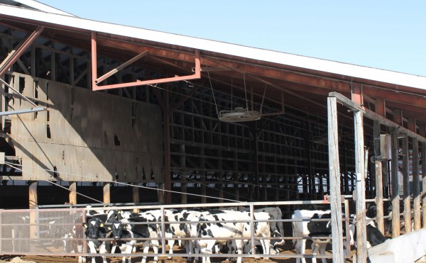 日向に集まります