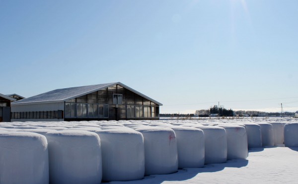 銀世界になりました