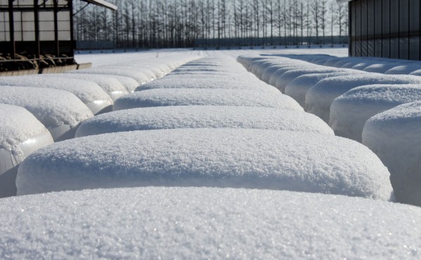 真っ白のオブジェ