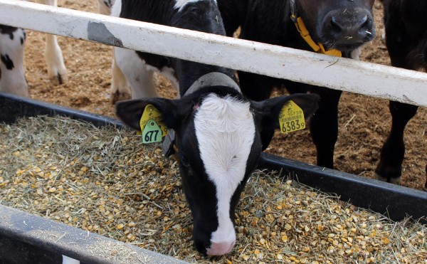 こだわりの飼料