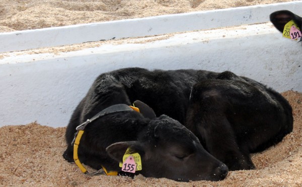 しんしんと雪が降る日は