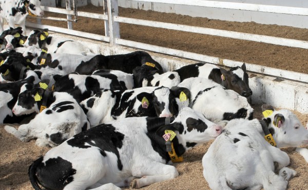 何頭いるでしょうか