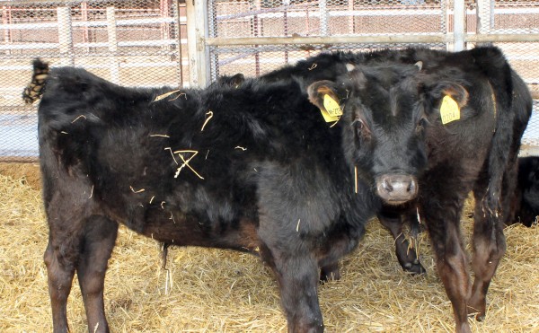 おなかに「又」