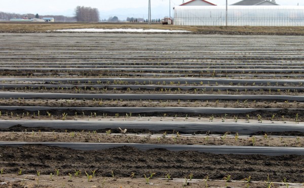 本日のニンニク畑