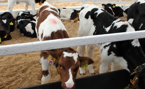 こちらもホルスタイン