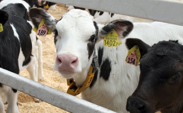 雪のちらつく4月半ば