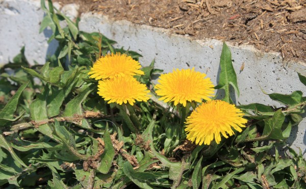 タンポポ、見つけた♪