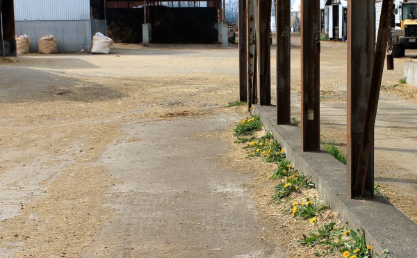 隙あらば、タンポポ