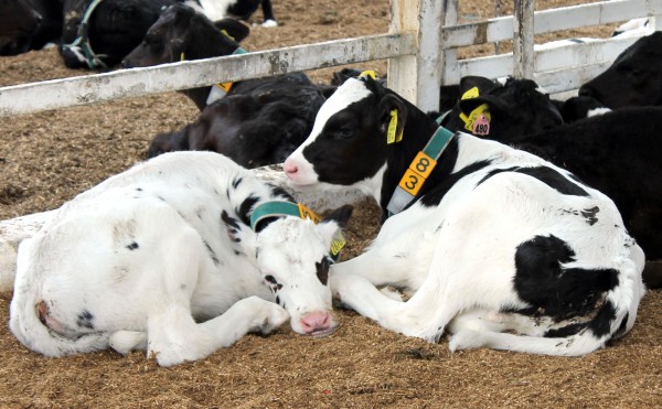 くっ付いてお昼寝