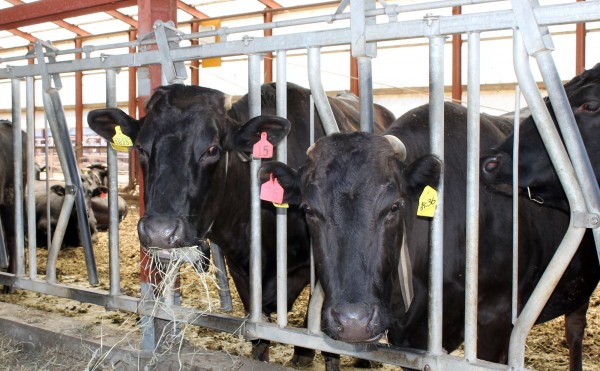 よく噛みましょう♪