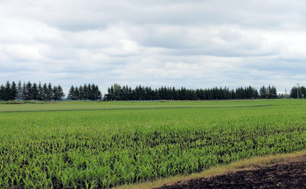 6月のニンニク畑