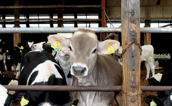 ブラウンスイス