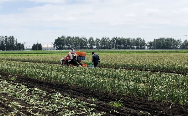 ニンニクの収穫