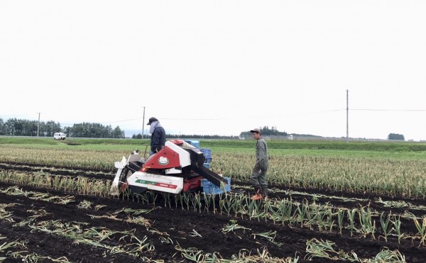 今年のニンニク