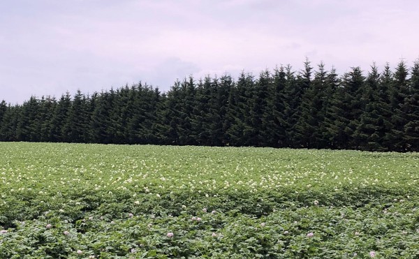 ジャガイモの花