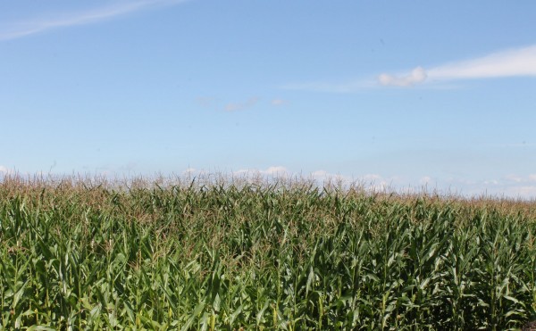 デントコーン畑