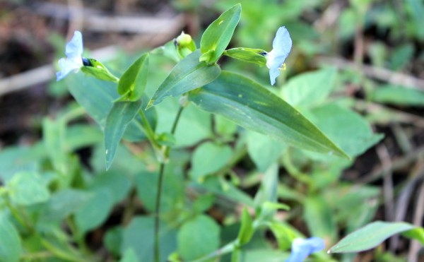 マルバツユクサ