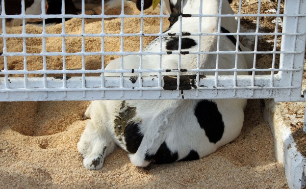 お尻がはみ出してる