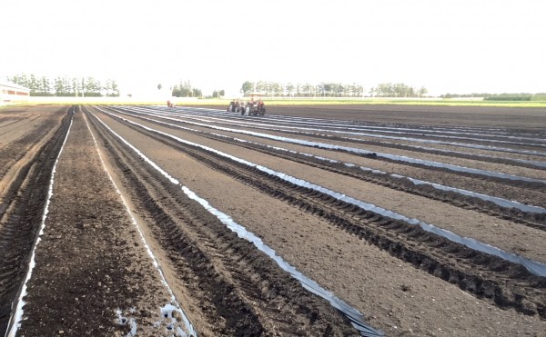 ニンニクの植え付け