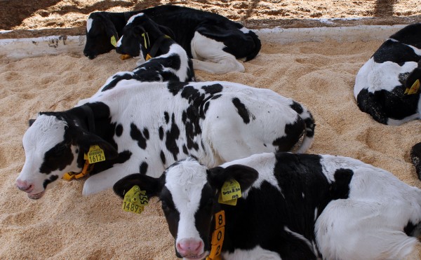 きれいなおがくず