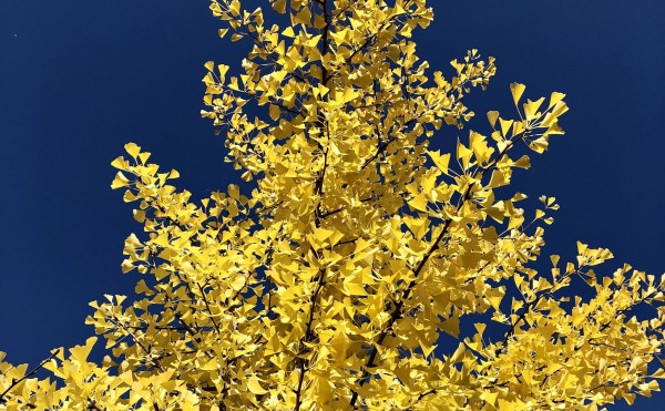 音更のイチョウ並木