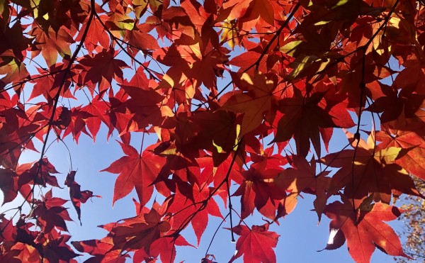 紅葉